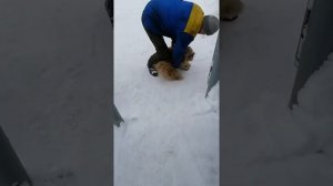 Чудо-юдо породы Шицу.