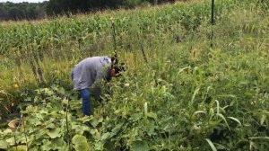 Harvesting Cucumber & Gladioli for the second time!