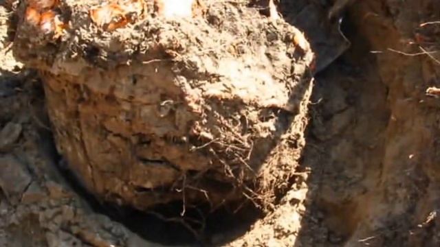 Удаление корней(пней) деревьев – смотреть видео онлайн от «Мастерская ...