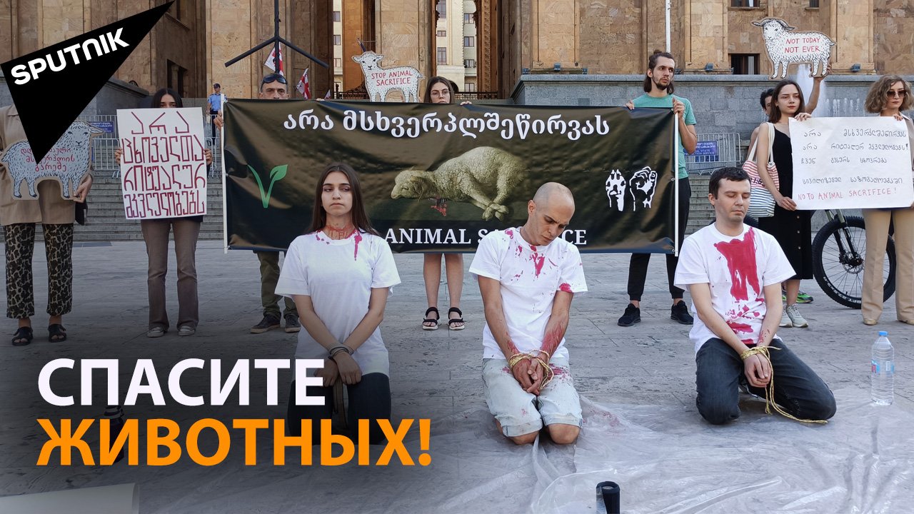 Защитники животных устроили акцию-перформанс в центре Тбилиси