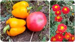 Краски уходящего лета ? Осенняя пора ? Собираем остатки урожая?