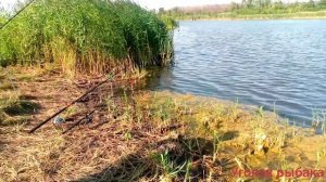 Рыбалка в Воронежской области. Поймали сазана!
