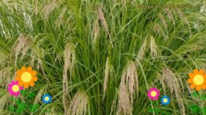 Щучка(Луговик) дернистая. Краткий обзор, описание характеристик deschampsia cespitosa
