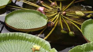 10 САМЫХ НЕОБЫЧНЫХ РАСТЕНИЙ В МИРЕ