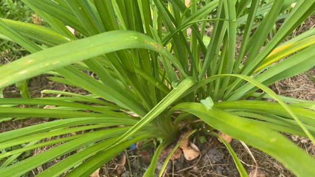 Лилейник, выросший из семечки. Триумф или поражение? смотреть онлайн
