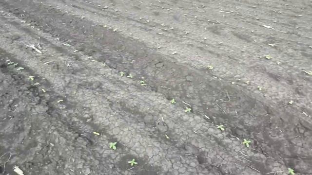 Результат обробки соняшника гербіцидом Прометрин. смотреть онлайн