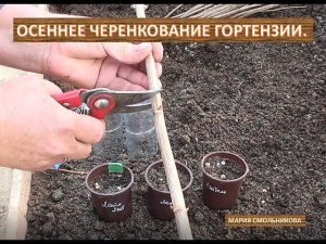 Осеннее черенкование гортензии .