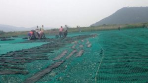 Как собирают морскую капусту? Таймлапс