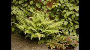ЩИТОВНИК  (DRYOPTERIS)  Папоротник подсем. Щитовниковые