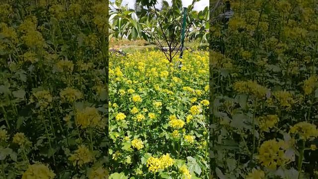 Перекопать сидераты