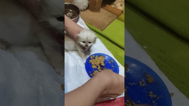 Как накормить котёнка ? смотреть онлайн