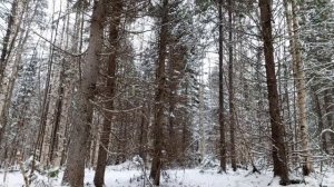 Ходовая охота на лося с лайкой.Волки разогнали лосей.Потерял собаку.Ошейник в помощь.Moose Hunting