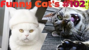 Смешные коты #102