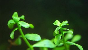 #Тестовый_аквариум_10L Питательная подложка биогумус. Месяц после запуска.