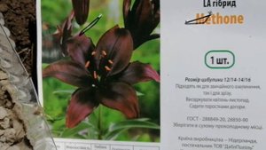 Высаживаем чешуйки ЛИЛИЙ в открытый грунт.