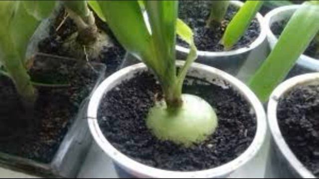 Скорая помощь - радикулит боли в суставах язва желудка смотреть онлайн