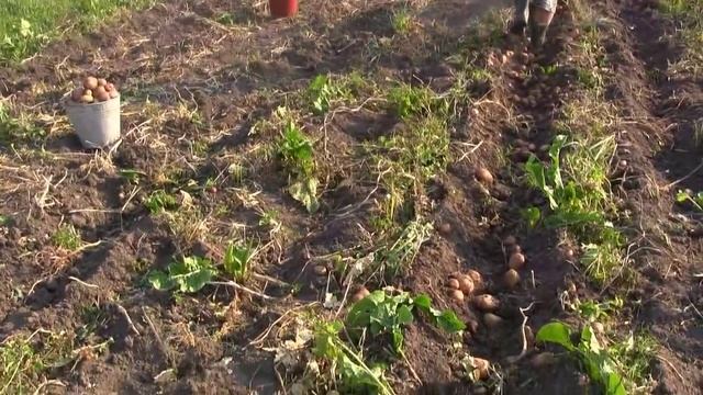 Мотоблок Зубр, копаем картошку dig potatoes Mini working tractor смотреть онлайн