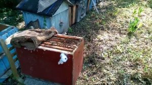 Пересадка роев с маршрута 1