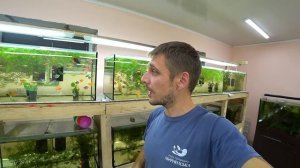 Подготовил аквариумы для разведения рыбок