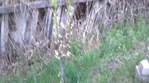 Если не плодоносит слива, персик, абрикос - подкормка борной кислотой.