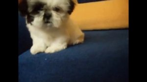 Ши-тцу.очень смешные собачки (5)