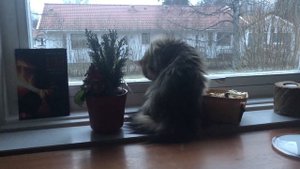 Стрижка только началась?, колтуны у длинношерстной кошки