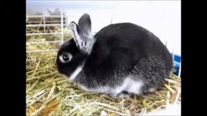 Породы кроликов: цветной карликовый кролик