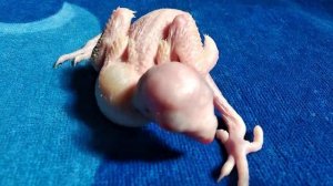 Птенец ожерелового попугая, 15 дней