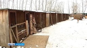 Дачники заканчивают сезон и бросают на произвол судьбы собак и кошек