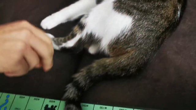 Ставки сделаны, ставок больше нет