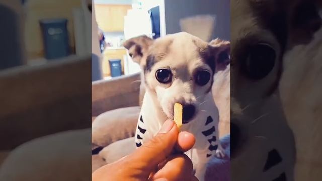 Ну очень злая собака
#shorts