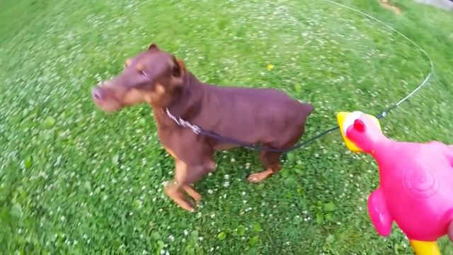 GoPro hero 4 Slow motion test, Doberman 720p 120fps смотреть онлайн