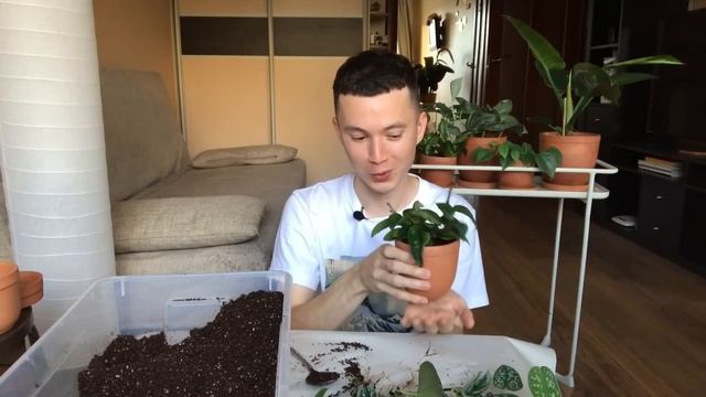 Разговорная Пересадка Растений » Про Методы Пересадки, Про Выбор Горшка, Про Грунт