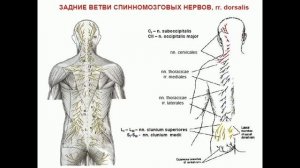 Анатомия. Морфофункциональная анатомия периферической нервной системы