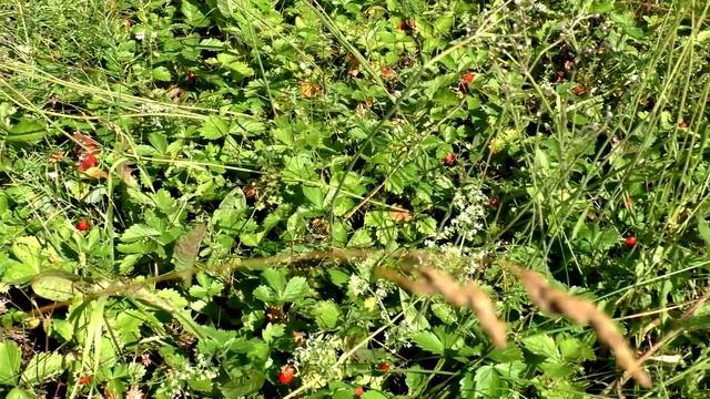 Видеозарисовка Земляничная поляна? смотреть онлайн