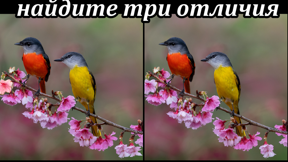 Найдите 3 отличия