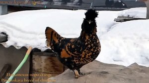 Павловские куры, Брама, Орловские Декоративные куры #pavlovskie_chickens #Orloff #chickens #brahma