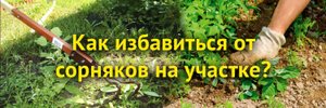 Как избавиться от сорняков.