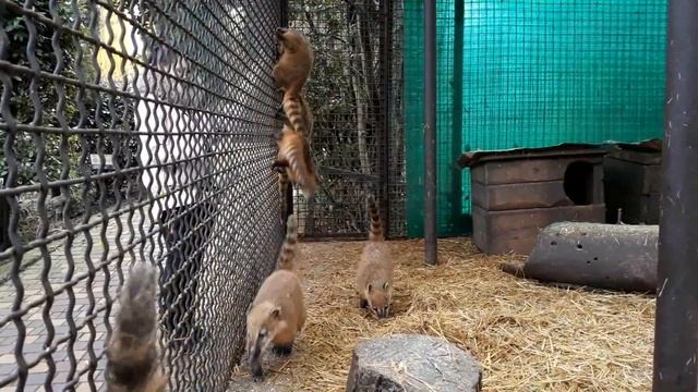 Замечательные питомцы "Сказки" смотреть онлайн