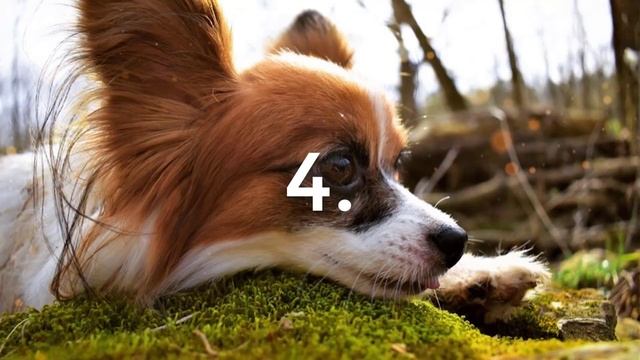 Top 5 Reasons You Need a Papillon Dog // Percy the Papillon Dog смотреть онлайн