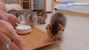 A gluttonous kitten will refuse with all his might if you try to clean up the dishes.