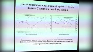 Рождение молодняка северного морского котика и особенности его гематологии в зоопарке Удмуртии