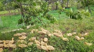 Новые кормушки для утят