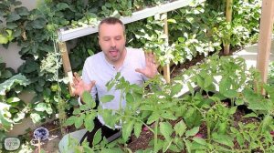 How to Prune Tomato Plants for More Fruit & Less Leaves. Plus How to Trellis Tomatoes.