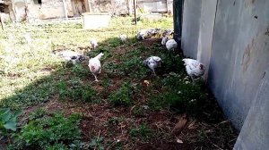 Цыплята Пушкинской породы на прогулке, видео ответ на вопрос подписчика.