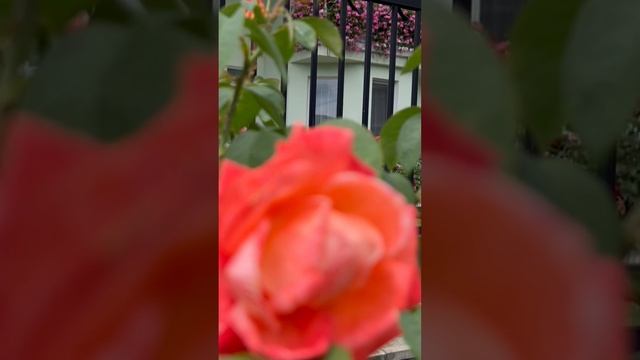 Не дари мне бордовые розы …