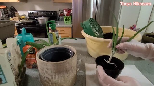 Пересадка Алоэ Вера и Алоэ Древовидный или Древесное (Столетник). Aloe Vera and Aloe Arborenscens. смотреть онлайн