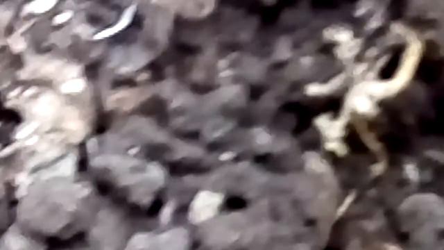 Копание червей в навозной куче смотреть онлайн