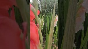 Борьба с трипс и паутинный клещ на стеблях и цветах гладиолуса. Часть 1