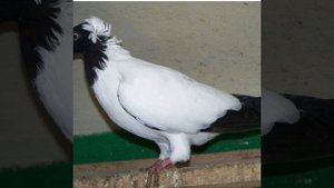 Русские крестовые голуби, Русские монахи